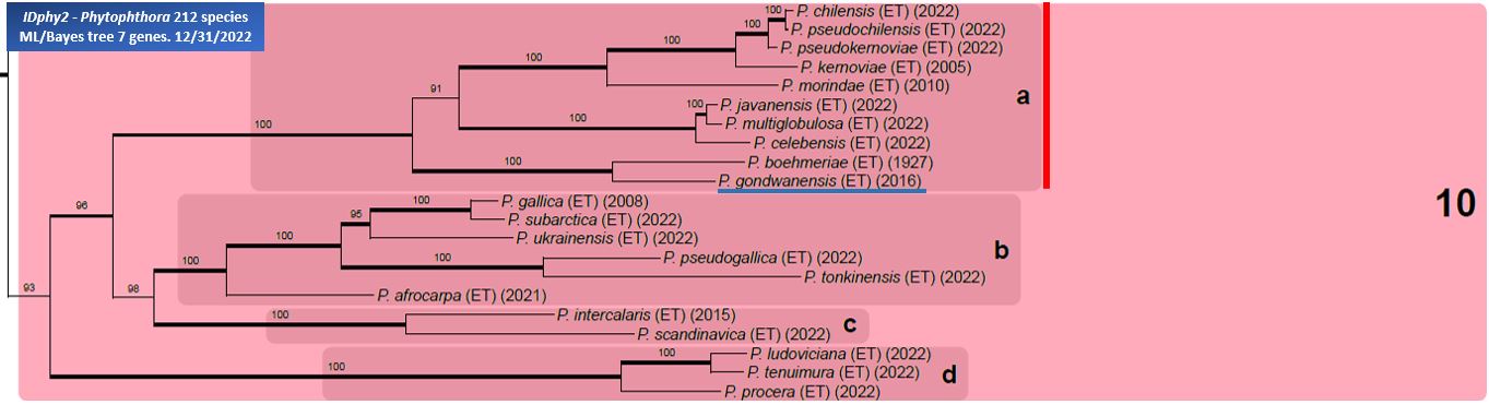    Phytophthora  spp. in subclade 10a:  portion of the seven-loci ML phylogeny featuring the type cultures of 212 described species (by T. Bourret). Notice the position of   P. gondwanensis  Ex-type CBS 139336 . Gloria Abad, USDA Samp;T.
